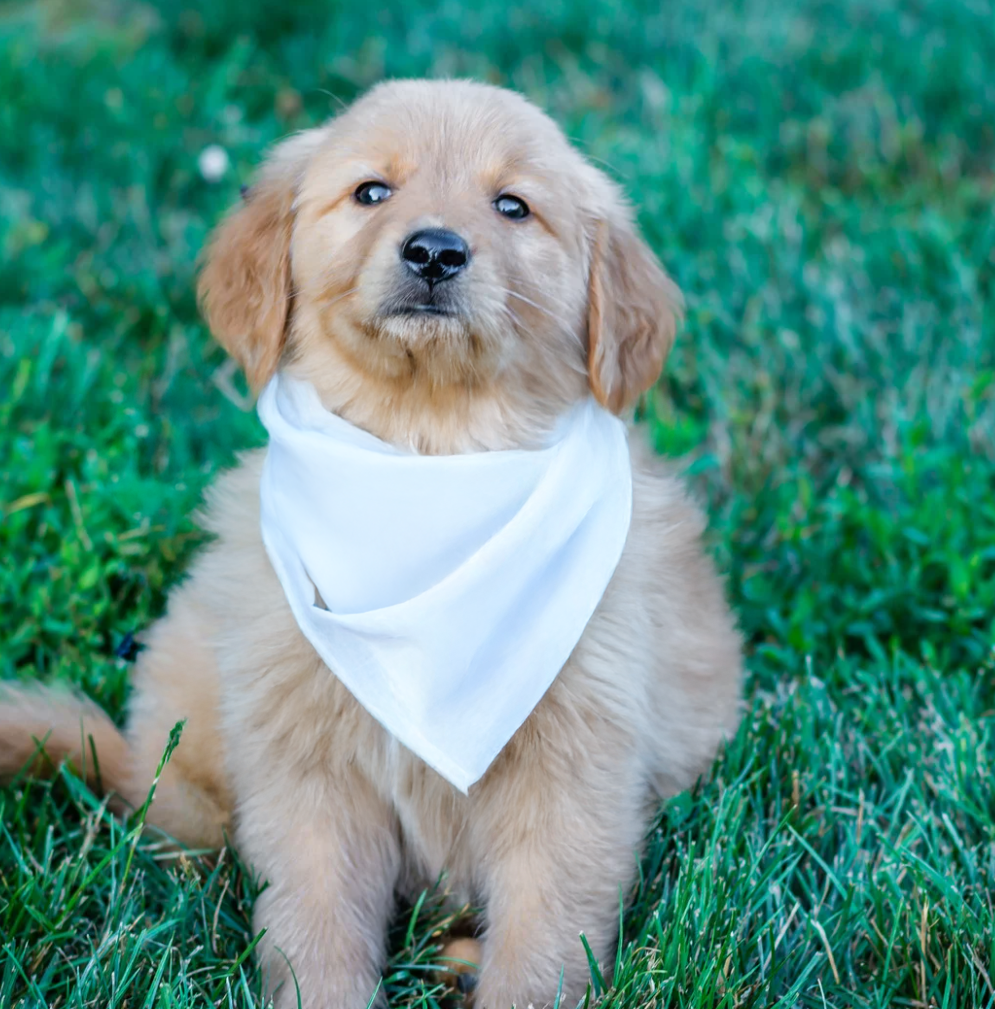 Foulard pour chien