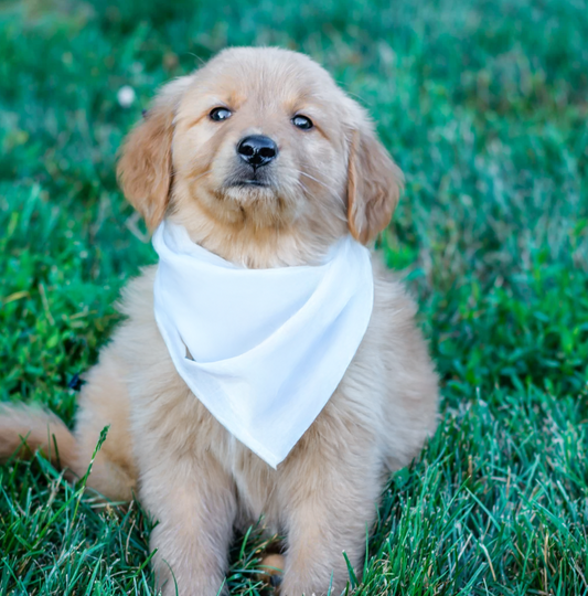 Foulard pour chien